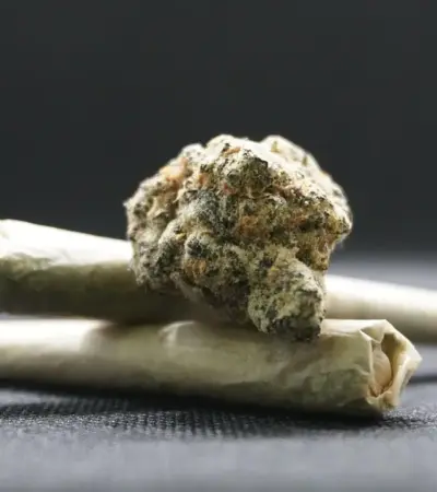 A Brisa da Lemon Haze: Entenda o Efeito Refrescante e Energizante dessa Variedade de Cannabis