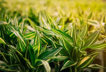 Quantos dias o Roundup Granulado faz efeito? Descubra o Tempo de Ação e Como Aproveitar ao Máximo 15 ROUNDUP ULTRA GRANULADO