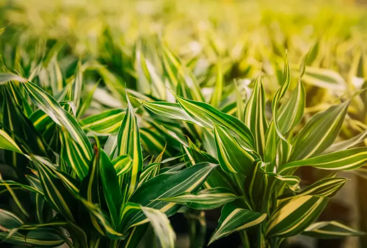 ROUNDUP ULTRA GRANULADO